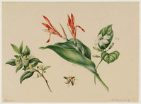 BB+ 021
          <br/>
          Drie bloemtakken en een insect
          <br/>
          <em>Koning, Elisabeth Johanna (1816-1887)</em>